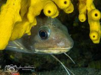 Phycis blennoides